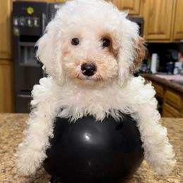Sleepy - White male Poodle puppy in Akeley, Minnesota from Blessed Acres Miniature Poodles