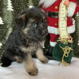 Winter - Black and tan male German Shepherd puppy in Walla Walla, Washington from Silver Knight Shepherds