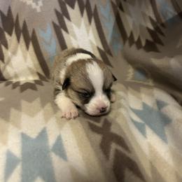 Otto - Red male Pembroke Welsh Corgi puppy in Maupin, Oregon from Bailey Nannini