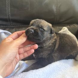 Girl 3 - Sable female German Shepherd puppy in Denver, Colorado from Morales Kennels