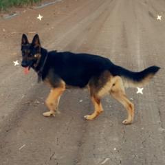 Frida  - German Shepherd