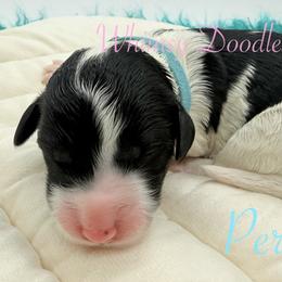Percy Jackson - Black and white male Bernedoodle puppy in Omaha, Nebraska from Whimsy Doodles