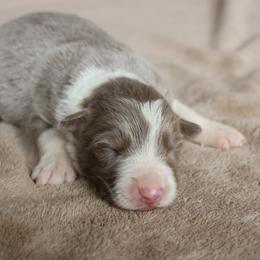 Maroon Collar - Lilac male Border Collie puppy in Courtland, Alabama from C Bar C Ranch Border Collies