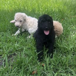 Poodle Puppies from Jaycee's Puppies
