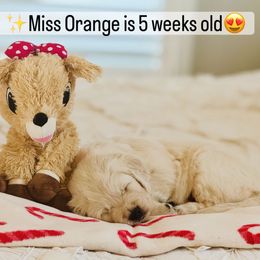 Miss Orange - Light golden female Golden Retriever puppy in Pocatello, Idaho from Dusk View Golden Retrievers