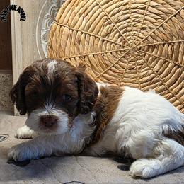 Kiara - Brown white and tan female Cockapoo puppy in Cabool, Missouri from Onyx Cave Kennel