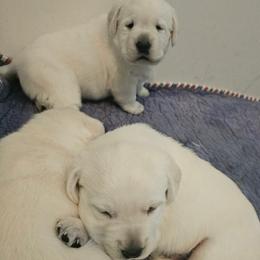 One available male - Yellow male Labrador Retriever puppy in Eugene, Oregon from Humphrey Retrievers