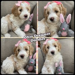 Double Doodle and Goldendoodle Puppies from Ohio Designer Doodles