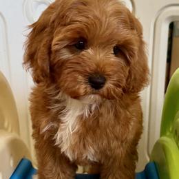 Girl 1. Pink collar - Red female Cavapoo puppy in Gilbert, Arizona from Azteddybeardoodles