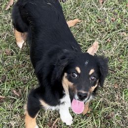 Sofia - Miniature Australian Shepherd puppy from Huddleston Farm