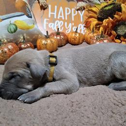 Chino - Fawn male Great Dane puppy in Seville, Florida from Caddylicious Great Danes