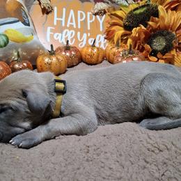Chino - Fawn male Great Dane puppy in Seville, Florida from Caddylicious Great Danes