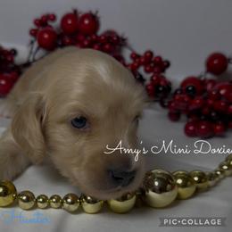 AKC Hunter (Green) - Cream male Dachshund puppy in Jena, Louisiana from Amy’s Mini Doxies