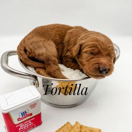 Tortilla - Red  female Goldendoodle puppy in Mecklenburg County, North Carolina from Rustic Road Doodles