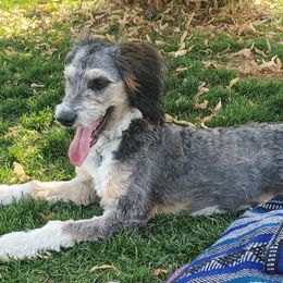 Maggie - Aussiedoodle