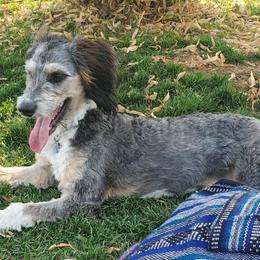 Maggie - Aussiedoodle