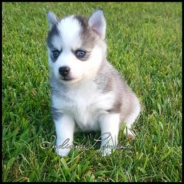 Pomsky Puppies from Indiana Pomsky