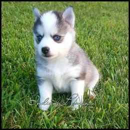 Pomsky Puppies from Indiana Pomsky