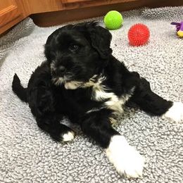 Portuguese Water Dog Puppies from Maritimo Portuguese Water Dogs