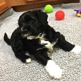 Portuguese Water Dog Puppies from Maritimo Portuguese Water Dogs