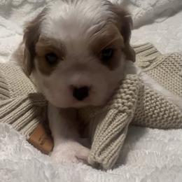 Saddie - Blenheim female Cavalier King Charles Spaniel puppy in Pennsylvania from Julie's Cavalier King Charles Spaniels