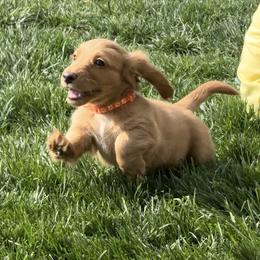 Hangman - Red male Dachshund puppy in Morristown, Tennessee from Hillside Hounds