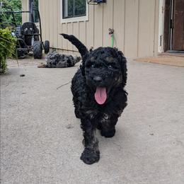 Jägermeister - Black phantom male Aussiedoodle puppy in Yacolt, Washington from Aussiedoodles by Maggie
