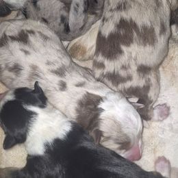 Red Merle girl 1 - Red merle female Toy Australian Shepherd puppy in Madisonville, Tennessee from LaRose Farm & Kennels