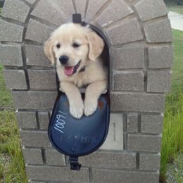Golden Retriever Puppies from Arkansas River Golden Retrievers