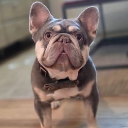 Sir Thomas - French Bulldog