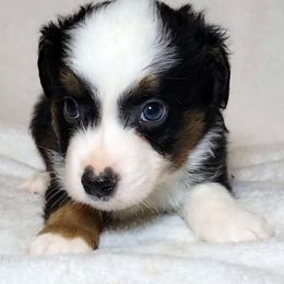 Merry - Black tri male Miniature Australian Shepherd puppy in Sunbury, Pennsylvania from Elemental Mini Aussies