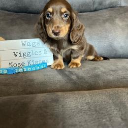 Cooper - Chocolate and tan male Dachshund puppy in Stuart, Iowa from Johnson Family Paws