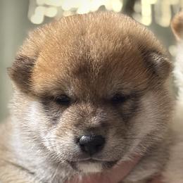 Bash - Red male Shiba Inu puppy in Gladewater, Texas from Mirage Siberians
