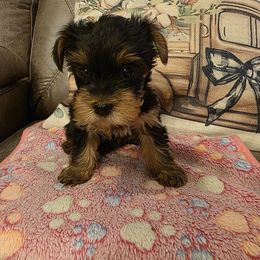 Holly (Yellow) - Black and tan female Yorkshire Terrier puppy in Fayetteville, Tennessee from Mina's Yorkies