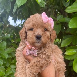 Muna - Tri-color female Labradoodle puppy in Miami, Florida from DG Labradoodles