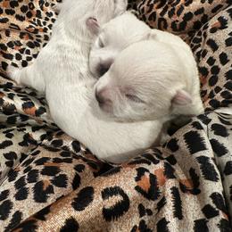 Tuesday - White female West Highland White Terrier puppy in Ridgeway, Virginia from Rivers Bend Westies