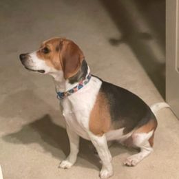 Beagles from Bixby Beagles