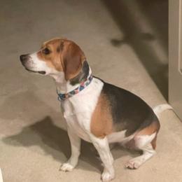 Beagles from Bixby Beagles