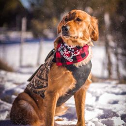 Golden Retriever All Grown Up from Duck Dogs Colorado