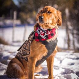 Golden Retriever All Grown Up from Duck Dogs Colorado