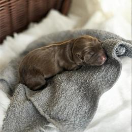Clarice - Red tri-color female Australian Shepherd puppy in Tyner, Kentucky from Lil’ Town Aussies