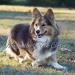 RUMBLE - Pembroke Welsh Corgi