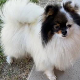 Pomeranian puppies from WestCoast Pomeranians
