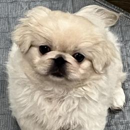 Full AKC - Buttercup - Ready Now - Cream female Pekingese puppy in Pennsylvania from Triple I Pekes