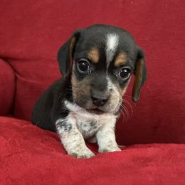 Pocket Beagle Henry - Black tan and white male Beagle puppy in Gentry, Arkansas from HC Puppy Ranch
