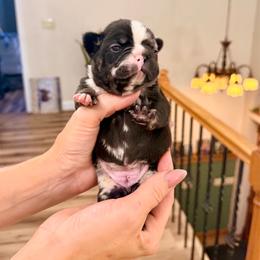 Sprinkle - Black and tan female French Bulldog puppy in Upper Sandusky, Ohio from Rock Run Homestead