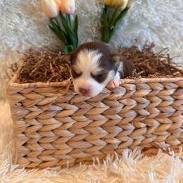 Girl 1 - Chocolate female Pomsky puppy in Bucyrus, Missouri from Hill Top Pomskies
