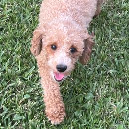 Holly - Poodle