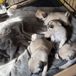 Pug All Grown Up from Wratchford Farms