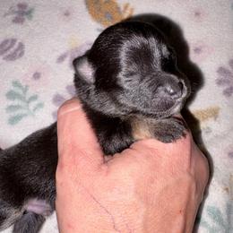 Benny the Braveheart - Black and tan male Pomeranian puppy in East Mountain, Texas from Fairchild Fancy Pomeranians and Coachella Pomeranians